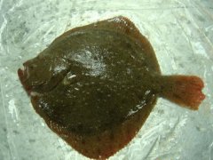 多寶魚(yú)